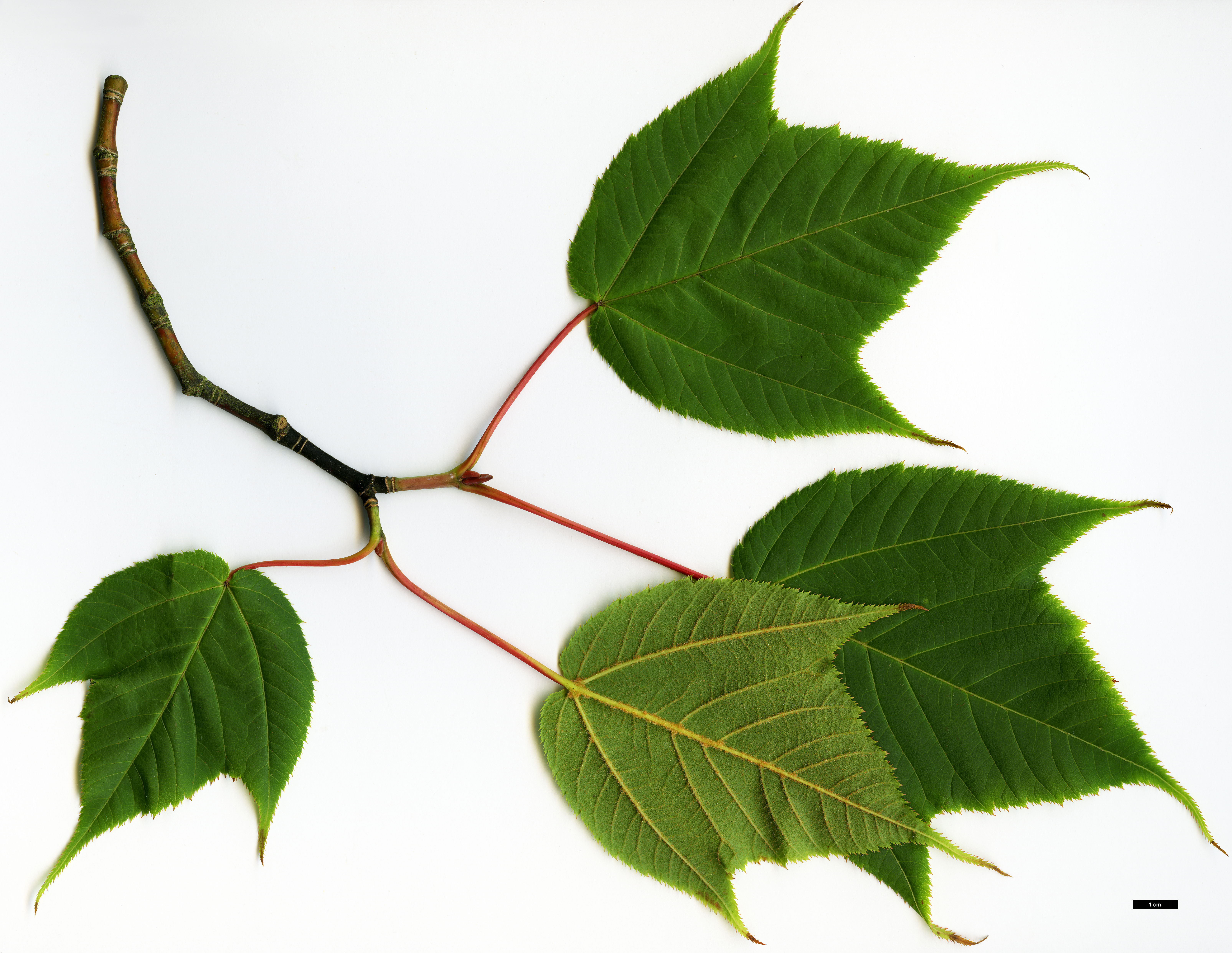 High resolution image: Family: Sapindaceae - Genus: Acer - Taxon: pectinatum - SpeciesSub: subsp. pectinatum